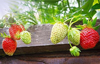 20年后 《合金装备3》Eva配音演员身份终于揭晓